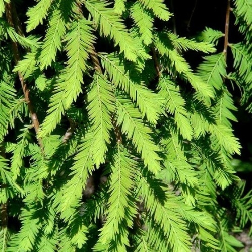Zakrsle rostoucí jehličnany - Tisovec dvouřadý Cascade Falls obvod kmene 12/14cm, květináč 50cm