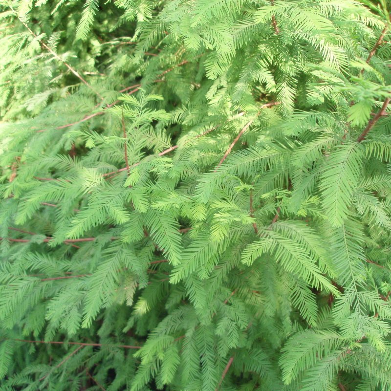 Vzrůstné jehličnany - Tisovec dvouřadý výška 150/175cm, květináč 18 litrů