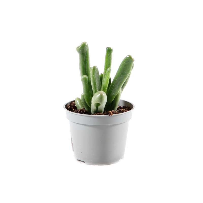 Kaktusy a sukulenty - Tlustice Coral květináč 6cm