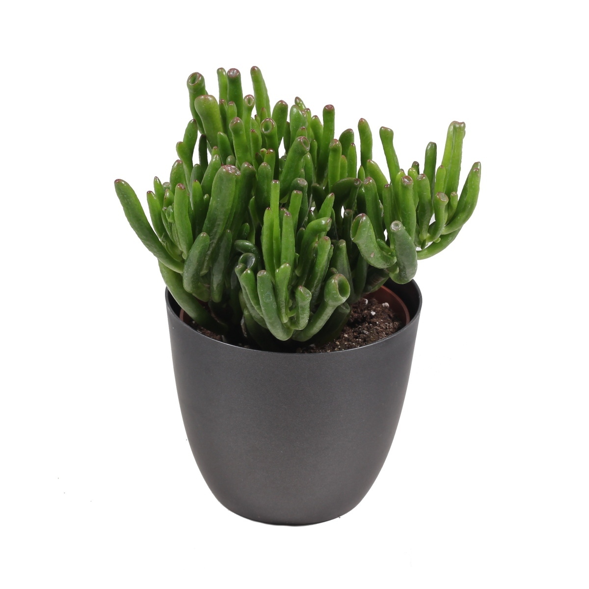 Kaktusy a sukulenty - Tlustice Gollum květináč 13cm