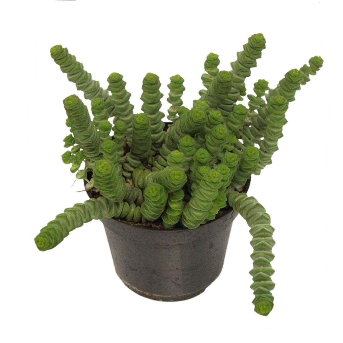 Kaktusy a sukulenty - Tlustice Hottentot květináč 10,5cm