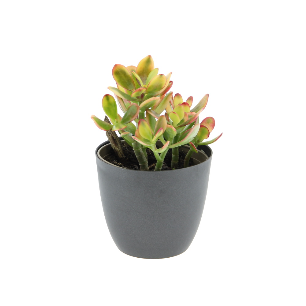 Kaktusy a sukulenty - Tlustice mix květináč 12cm