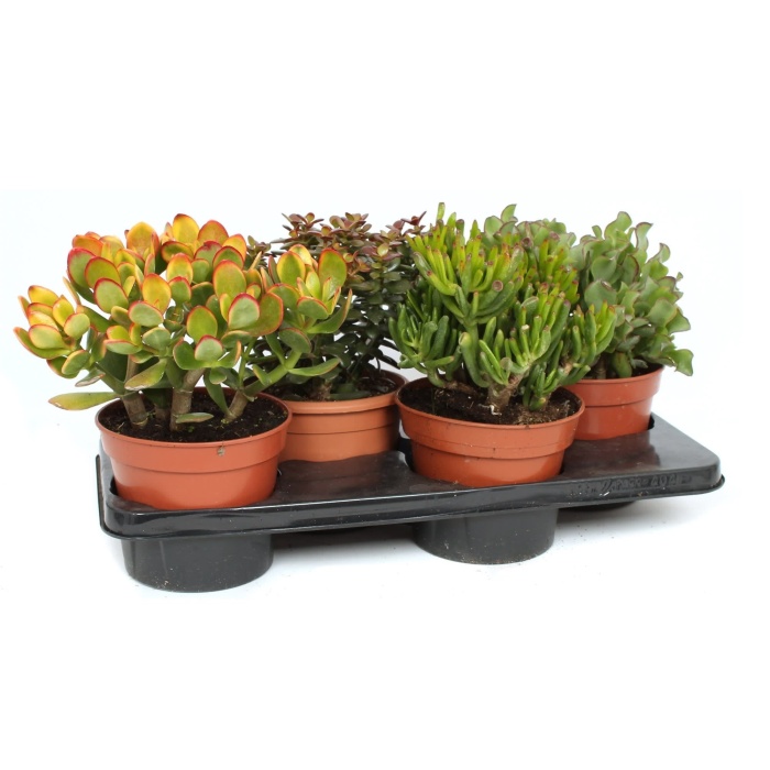 Kaktusy a sukulenty - Tlustice mix květináč 17cm