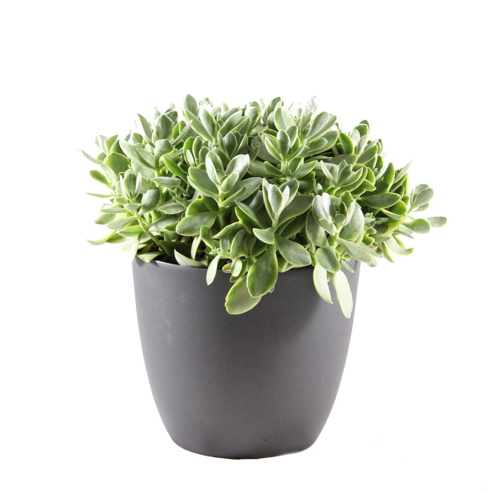 Tlustice mix květináč 17cm-0