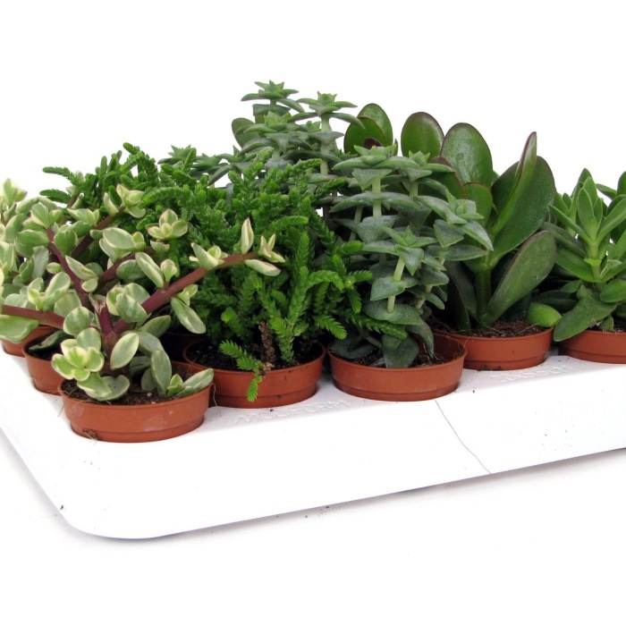 Tlustice MIX květináč 6cm-0