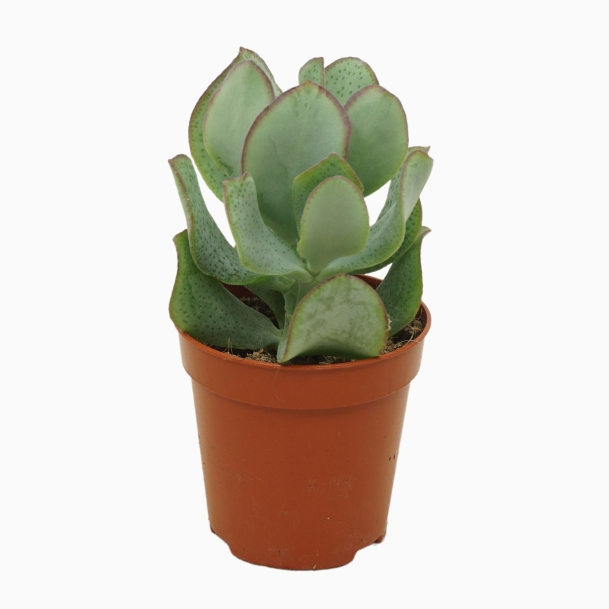 Kaktusy a sukulenty - Tlustice stromkovitá Curly květináč 6cm