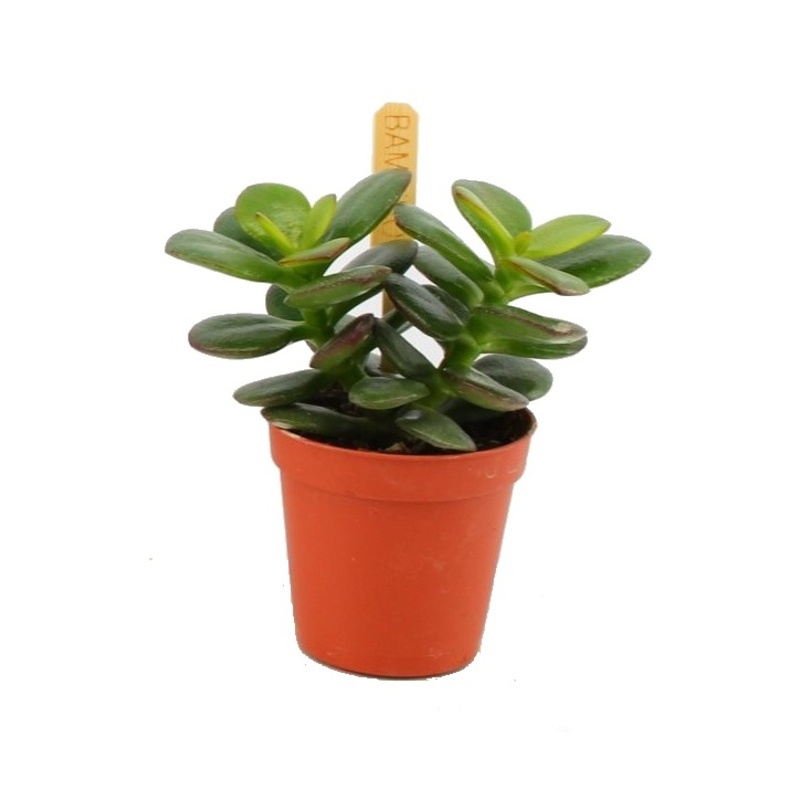 Kaktusy a sukulenty - Tlustice vejčitá Minor květináč 6cm