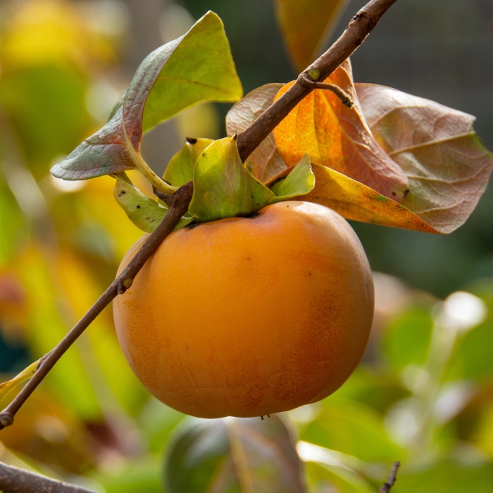Ovocné stromky do zahrady - Tomel japonský  'Jiro' kmínek 1/2, květináč 18 litrů, samosprašný