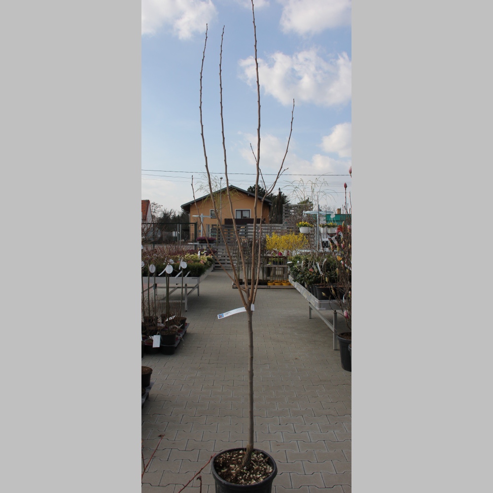 Ovocné stromy a keře - Tomel japonský květináč 15 litrů, polokmen, obvod kmene 6/8cm, strom