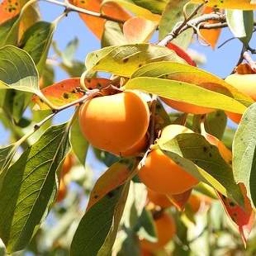 Ovocné stromy a keře - Tomel, kaki kmínek 1/2, 20 litrů