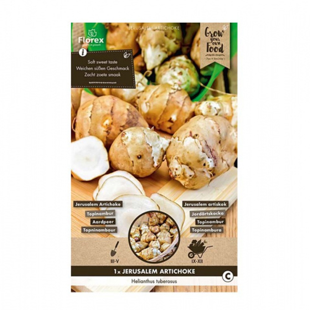 Topinambur 1ks-0
