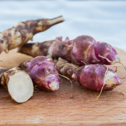 Rostliny - Topinambur Papas neroubovaný 12cm