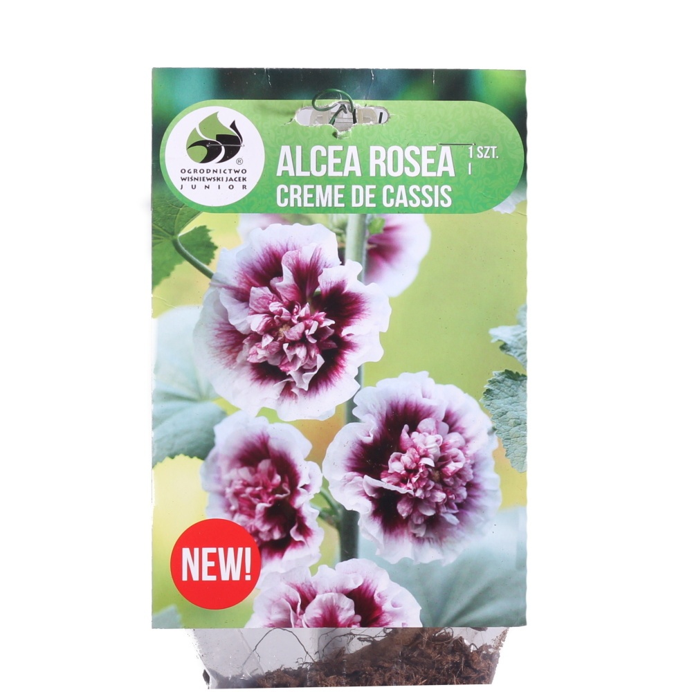 Ostatní jarní cibuloviny - Topolovka růžová Creme de Cassis 1ks