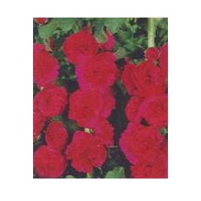 Ostatní jarní cibuloviny - Topolovka růžová 'Red' 1ks