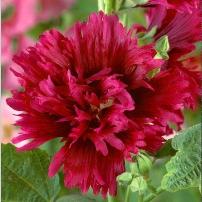 Ostatní jarní cibuloviny - Topolovka růžová 'Spring Celebrities Crimson' 1ks