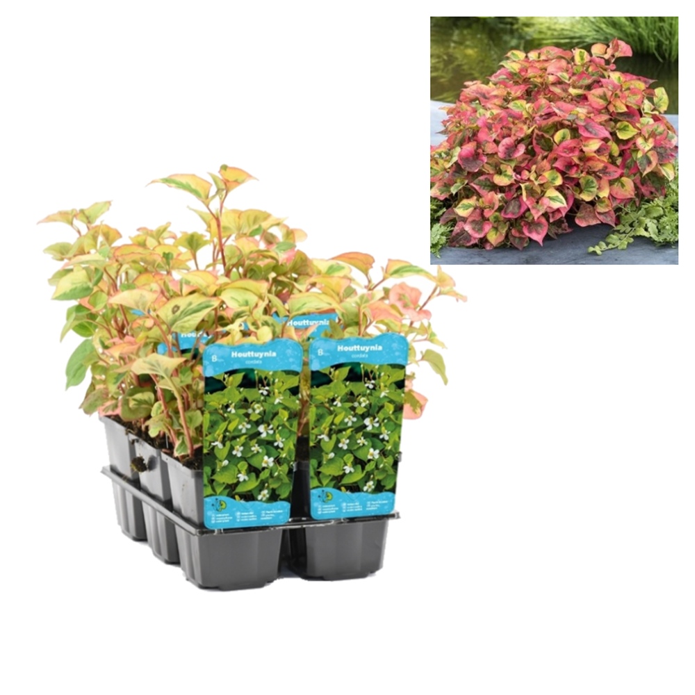 Vodní rostliny a lekníny - Touleň srdčitá Chameleon květináč 9cm