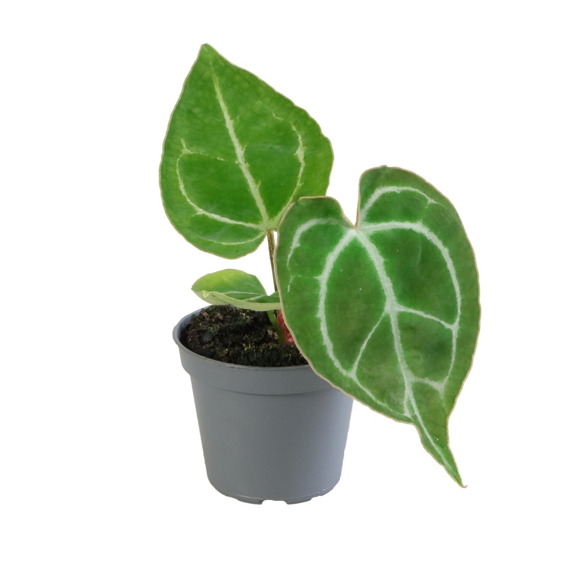 Okrasné pokojové rostliny - Toulitka Karma květináč 6cm