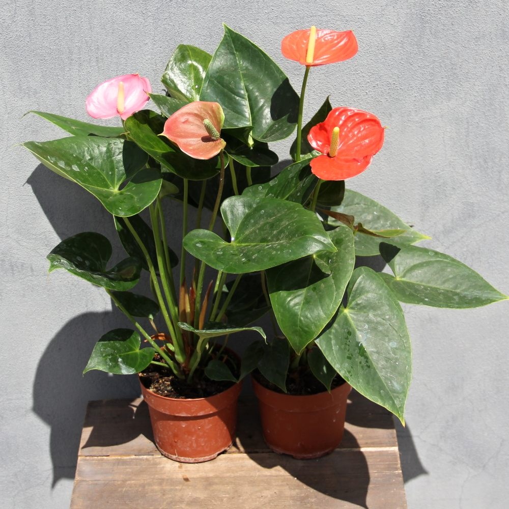 Kvetoucí pokojové rostliny - Toulitka květináč 10cm