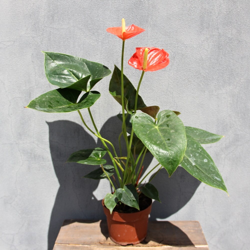 Toulitka květináč 10cm-0