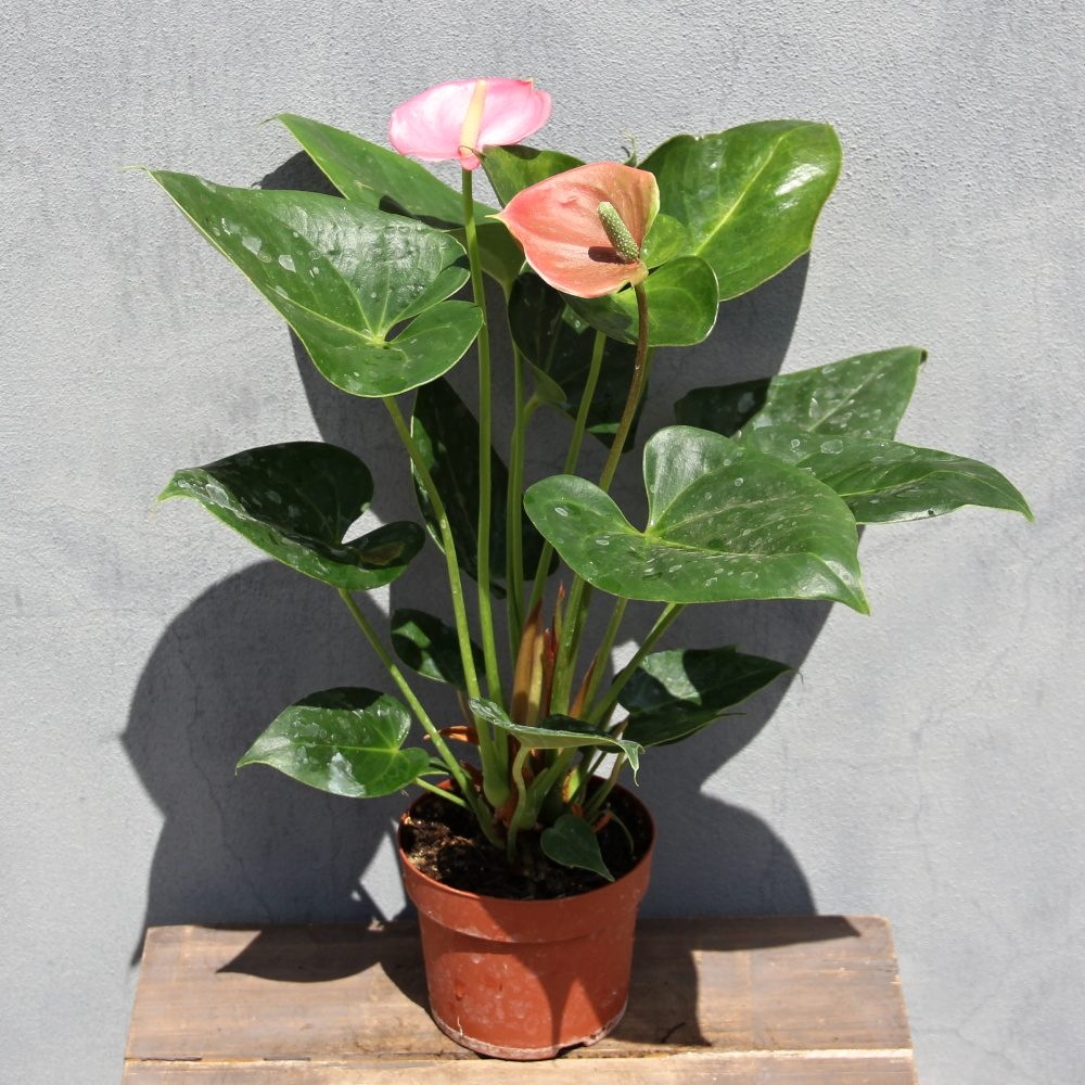 Toulitka květináč 10cm-1