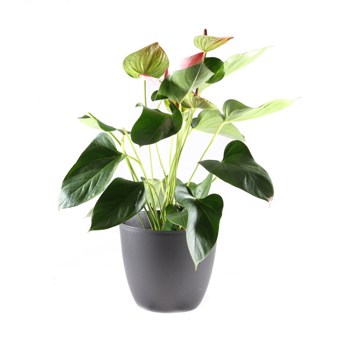 Kvetoucí pokojové rostliny - Toulitka květináč 17cm