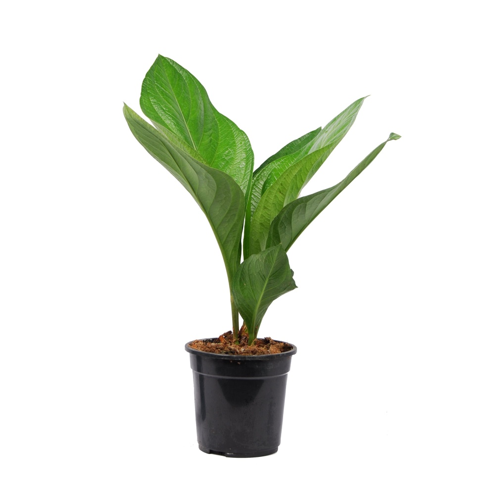 Kvetoucí pokojové rostliny - Toulitka 'Lovely Green' květináč 15cm