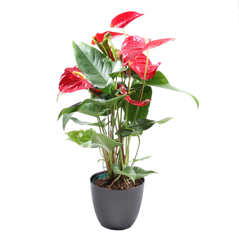 Kvetoucí pokojové rostliny - Toulitka mix 4-6květů, květináč 17cm