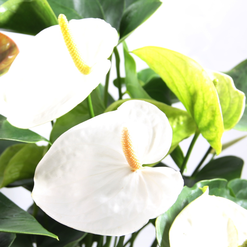 Toulitka mix 4-6květů, květináč 17cm-0