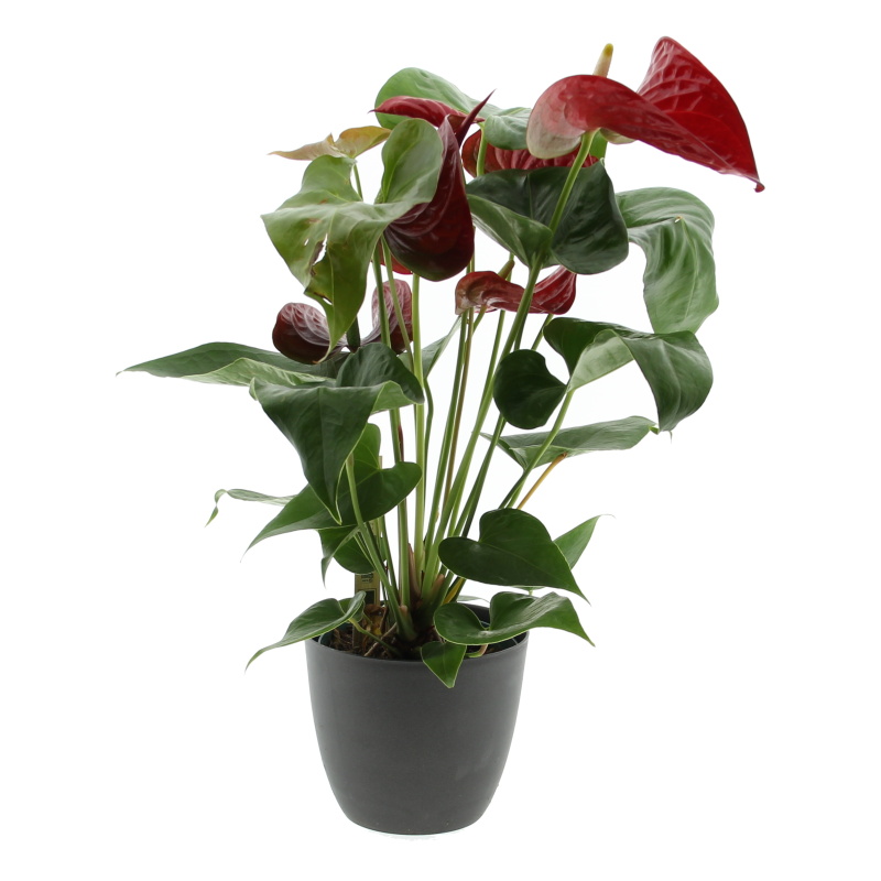 Pokojové rostliny okrasné květem - Toulitka MIX květináč 14cm,  4+ květů