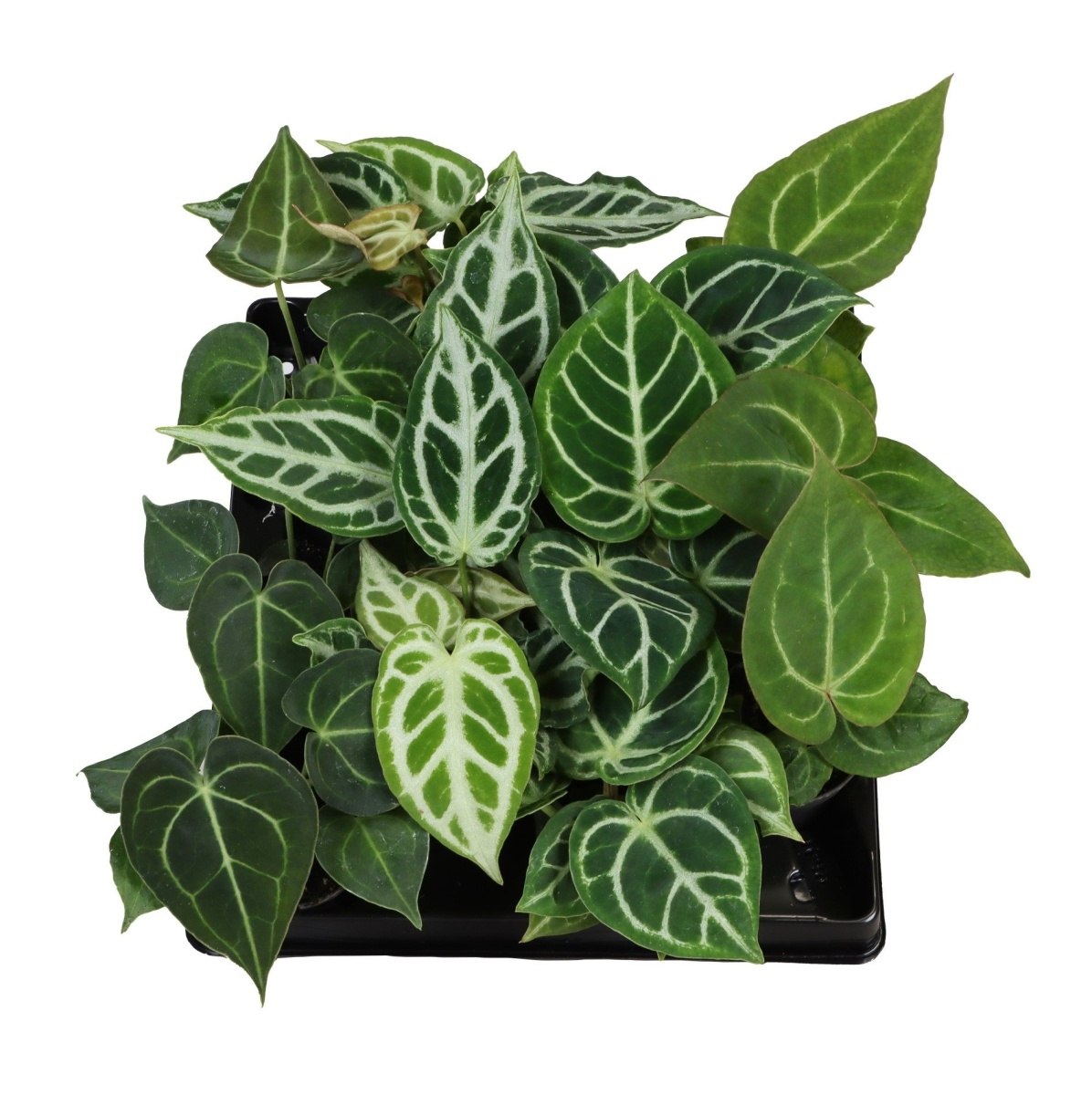 Okrasné pokojové rostliny - Toulitka mix, květináč 6cm