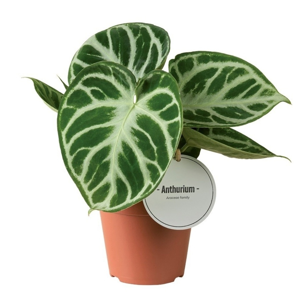 Okrasné pokojové rostliny - Toulitka Silver Blush květináč 12cm