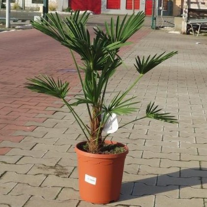 Rostliny - Trachykarpus žíněný