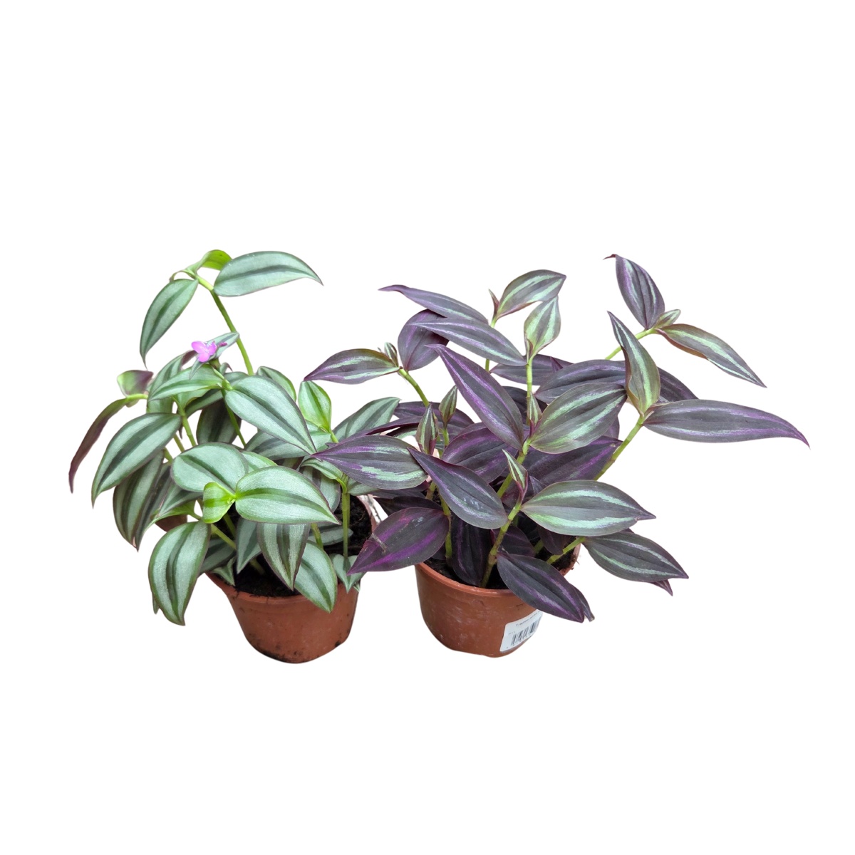 Okrasné pokojové rostliny - Tradescantia P10,5 EXTRA