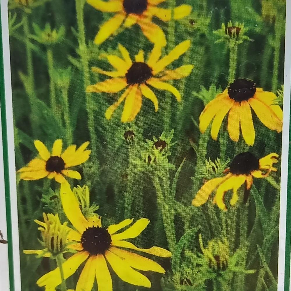 Na slunce - Třapatka missourská květináč 9cm