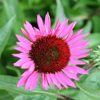 Ostatní jarní cibuloviny - Třapatka nachová 1ks