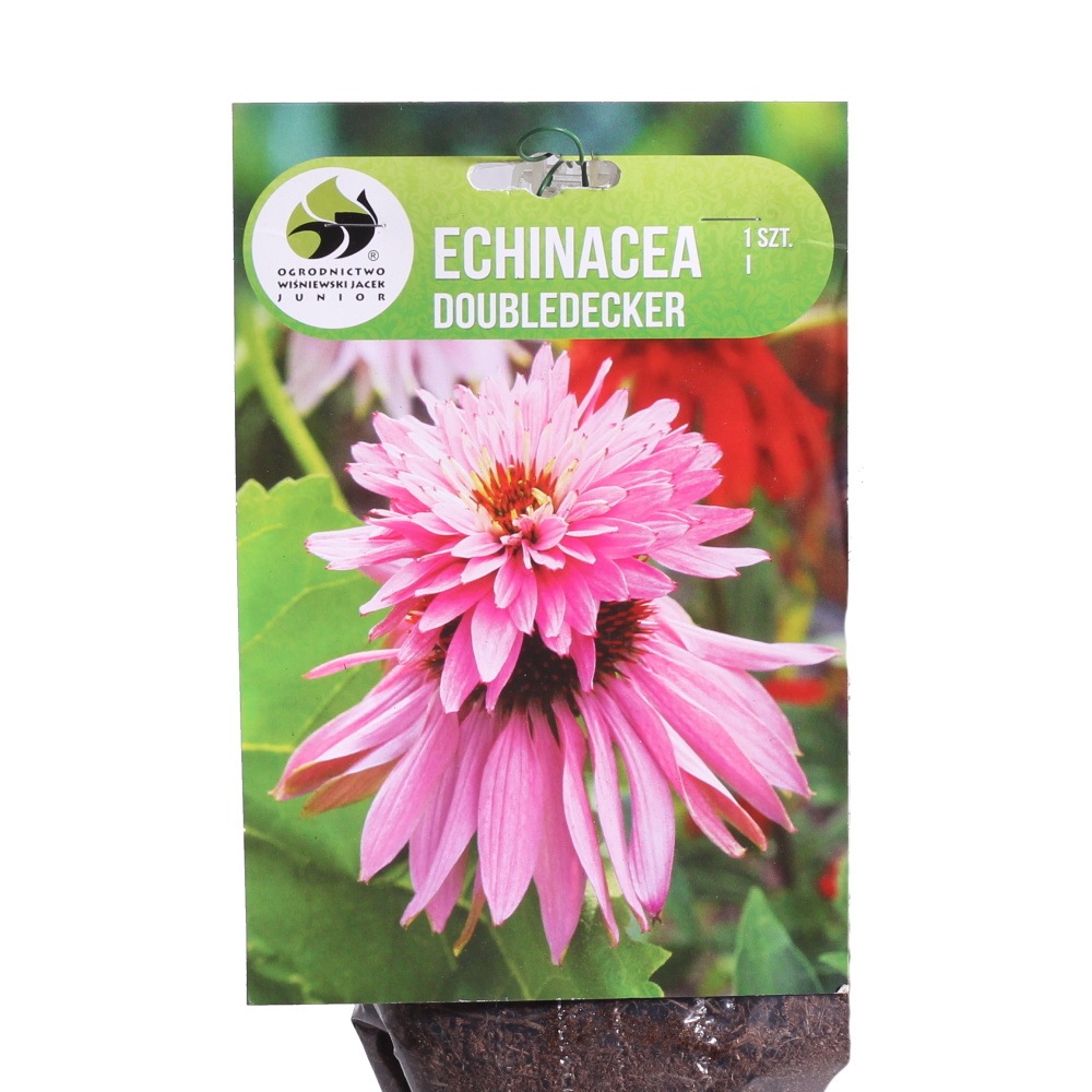 Ostatní jarní cibuloviny - Třapatka nachová Doubledecker 1ks