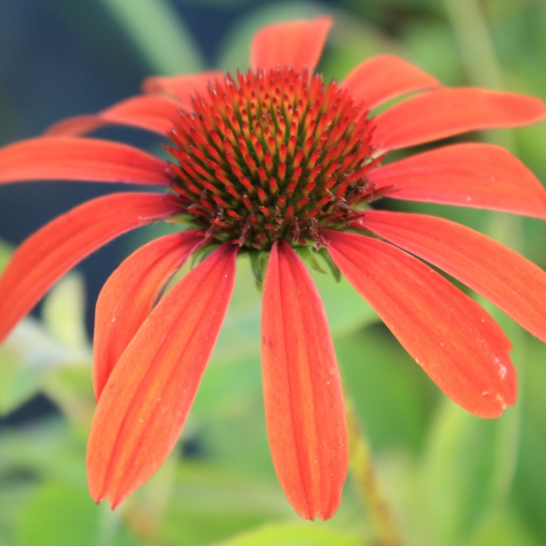 Trvalky - Třapatka nachová 'Julia' 2 litry