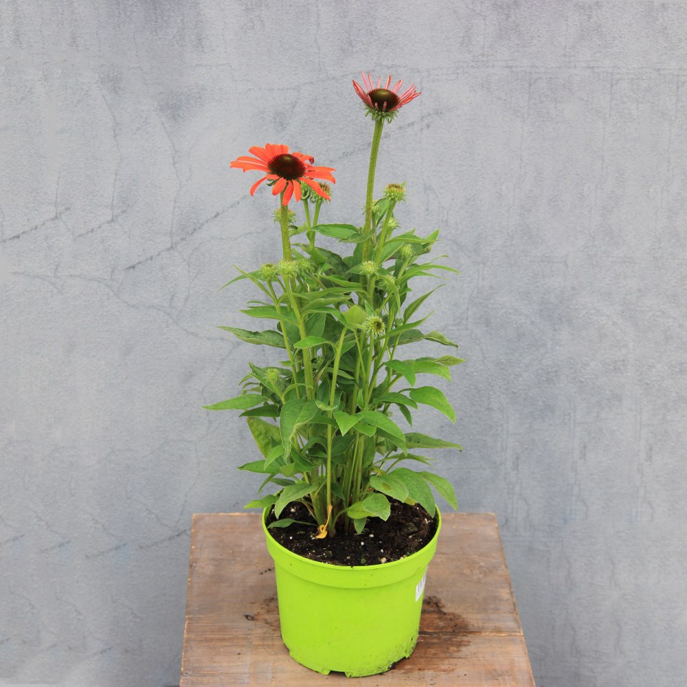 Třapatka nachová 'Julia' 2 litry-0