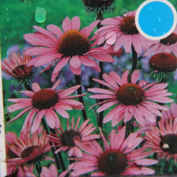 Trvalky - Třapatka nachová 'Magnus' 9cm