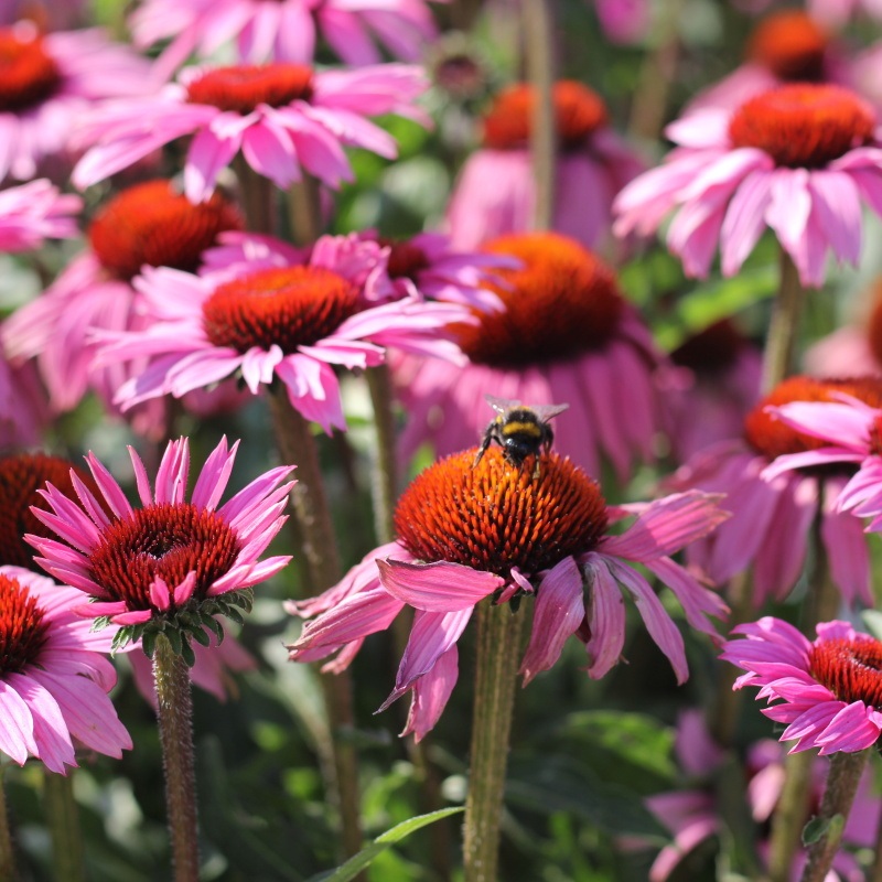 Trvalky - Třapatka nachová 'Mooodz Cosy®' 3 litry