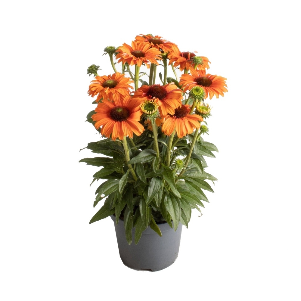 Na slunce - Třapatka Premium Orange květináč 3 litry