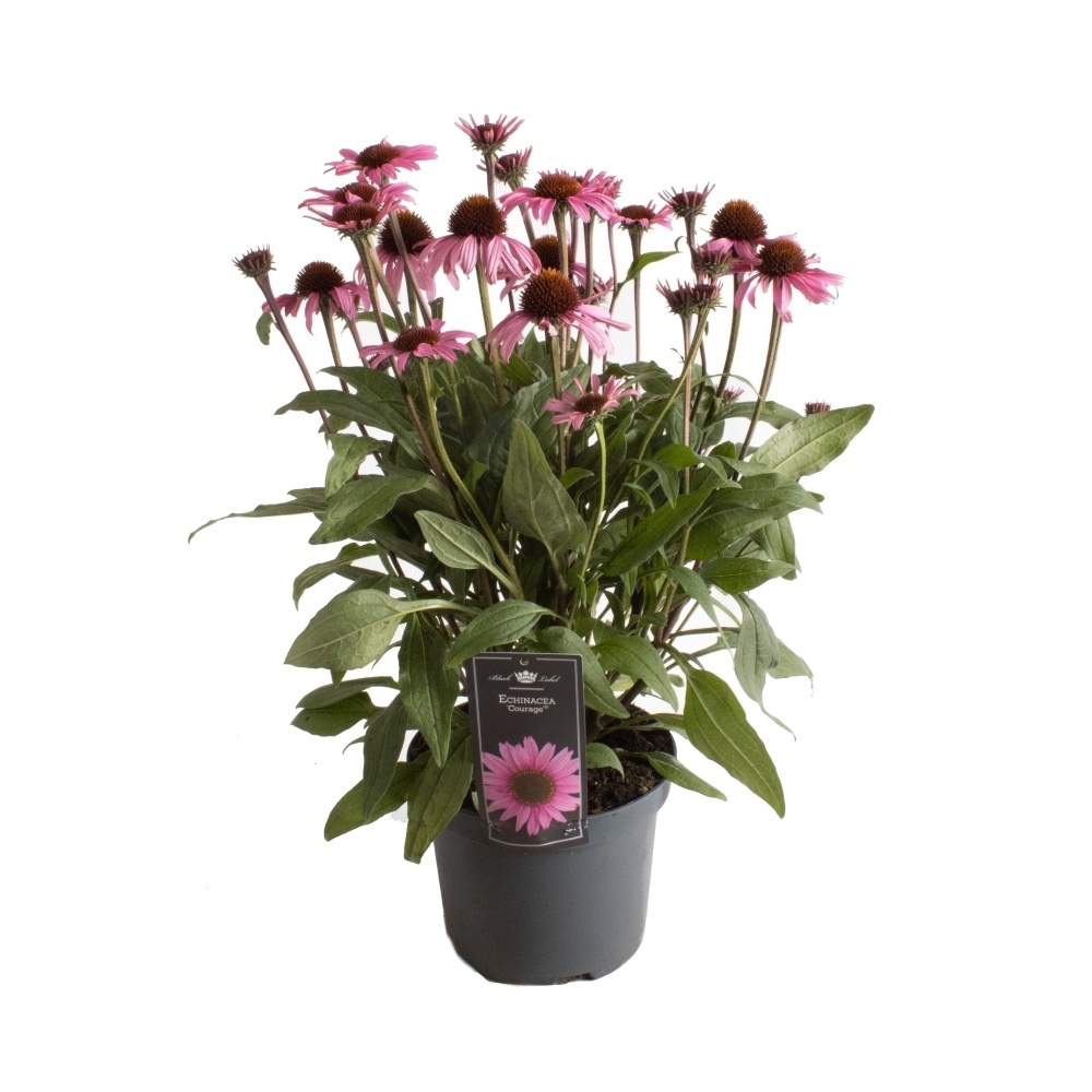 Na slunce - Třapatka Premium Pink květináč 3 litry