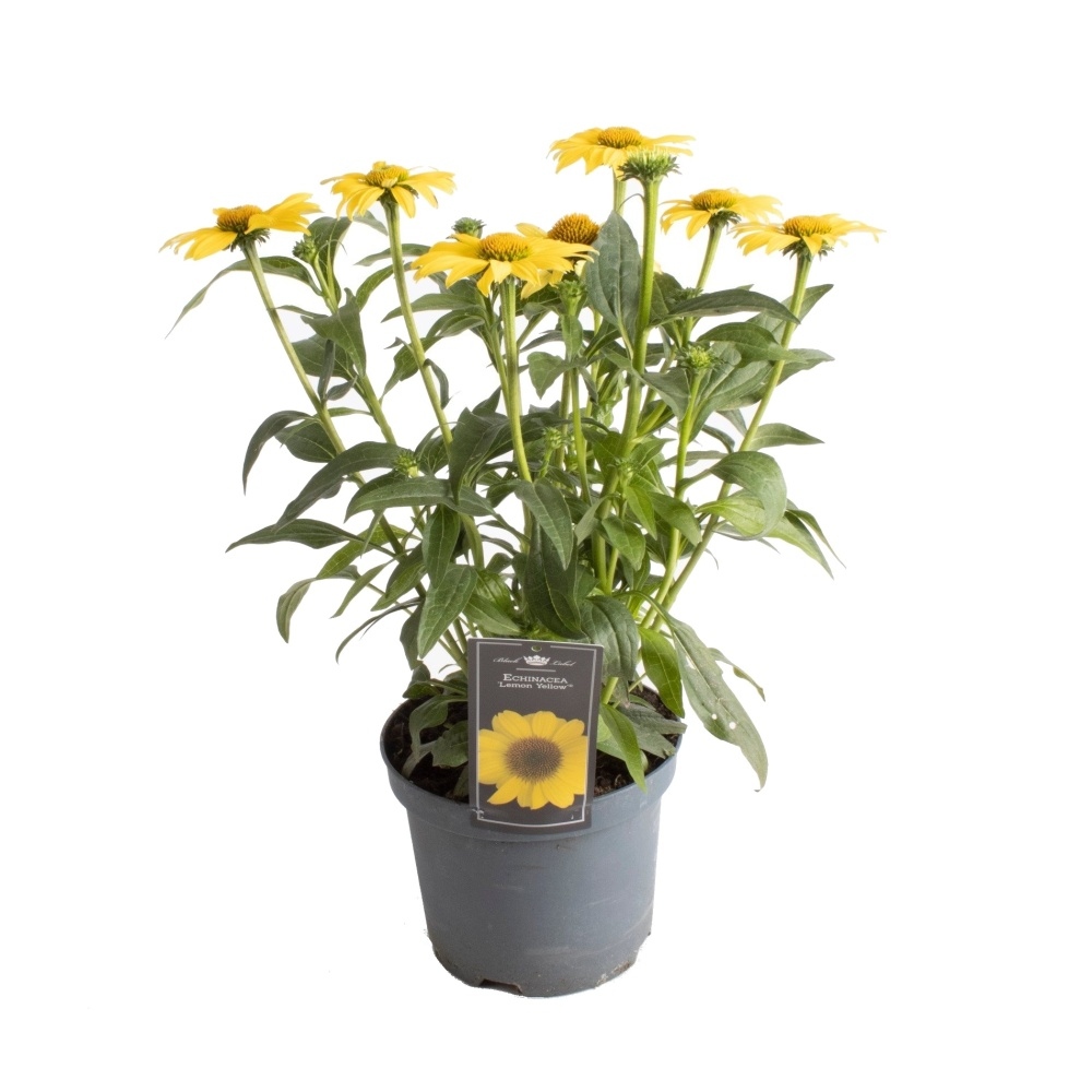 Na slunce - Třapatka Premium Yellow květináč 3 litry
