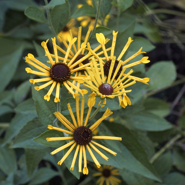 Trvalky k řezu - Třapatka, rudbékie podplstnatá 'Little Henry' květináč 11cm