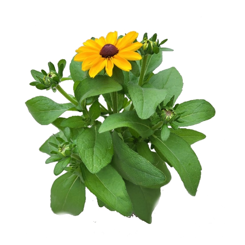 Nádobové květiny - Třapatka srstnatá mix květináč 12cm