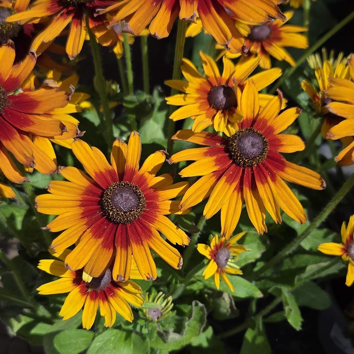 Nádobové květiny - Třapatka srstnatá Summerdaisy mix, květináč 3 litry