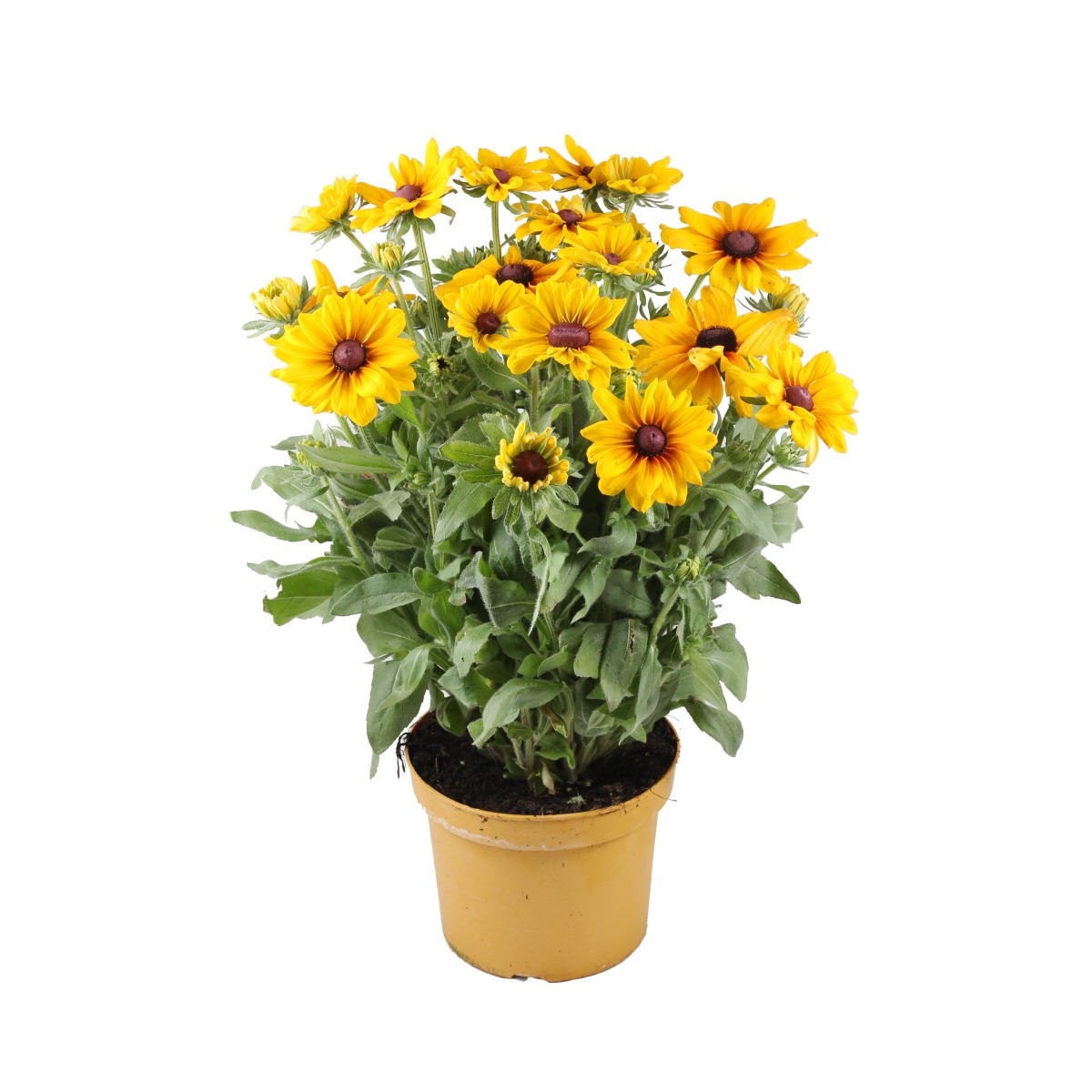 Nádobové květiny - Třapatka Sunbeckia květináč 27cm, letnička