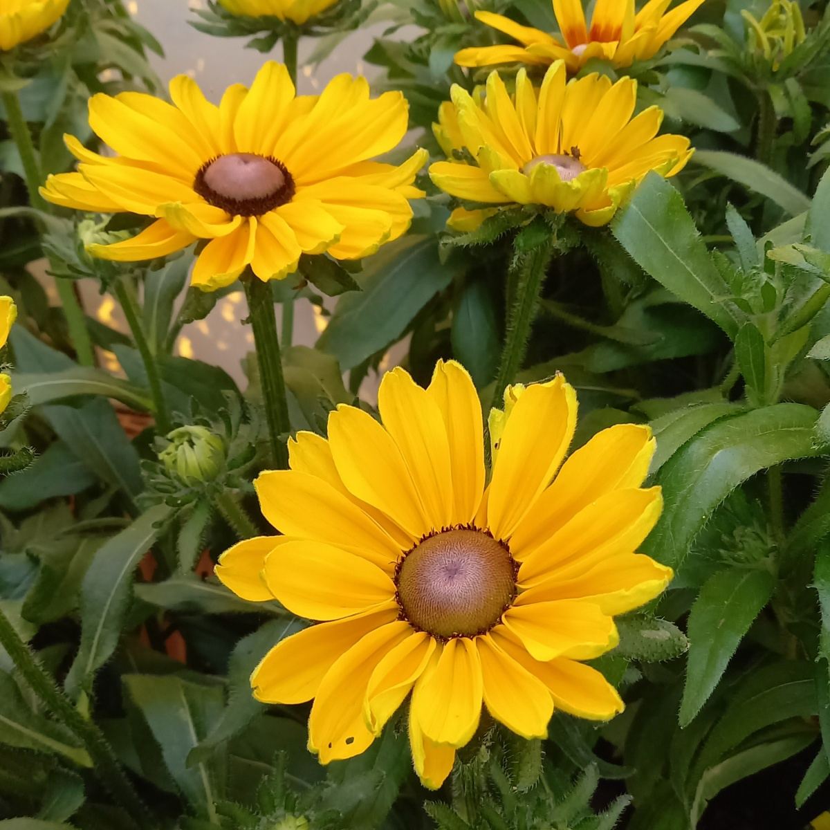 Třapatka Sunbeckia květináč 27cm, letnička-0