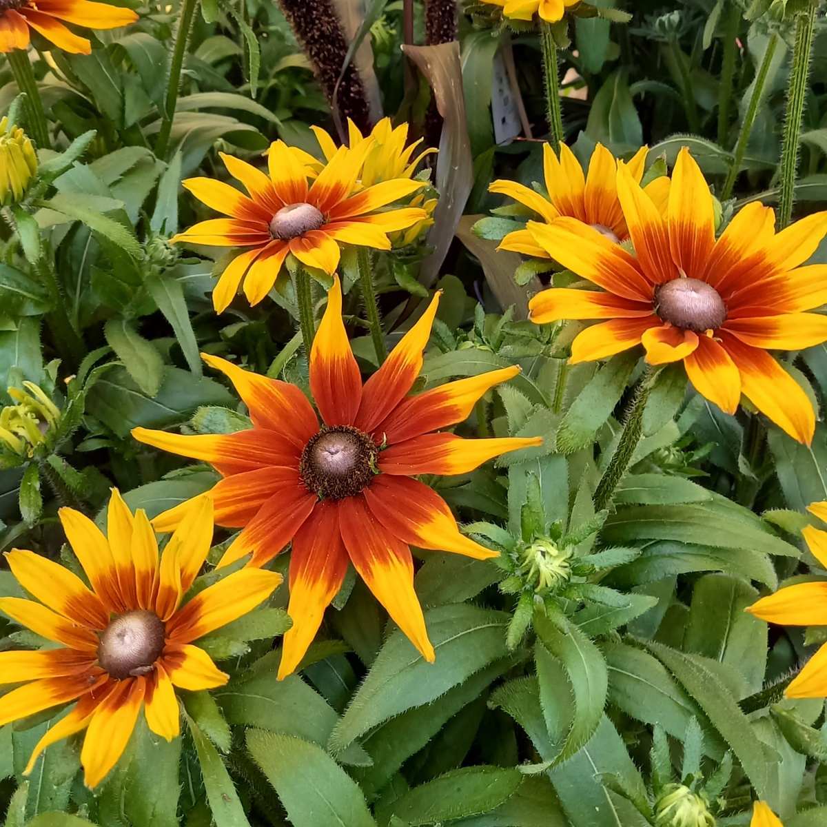 Třapatka Sunbeckia květináč 27cm, letnička-1