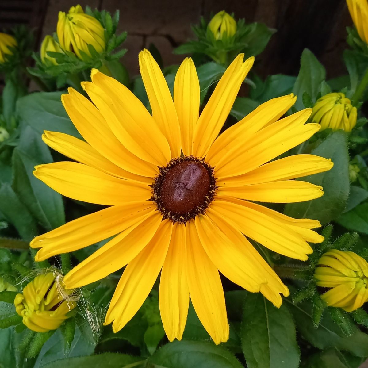 Balkonové květiny - Třapatka Sunbeckia květináč 5 litrů, výška 30/50cm, letnička